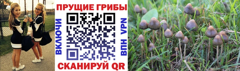 Галлюциногенные грибы Cubensis  Инза 